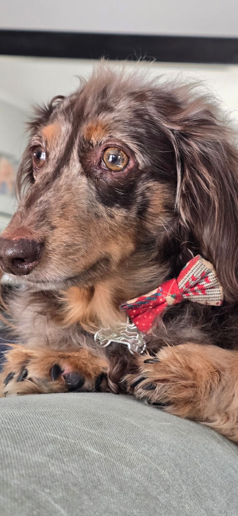 Help Dr Pepper Fly to His Forever Home in California