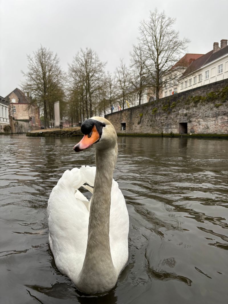 An avian passerby