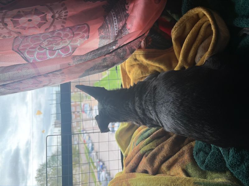 Losing a beloved pet