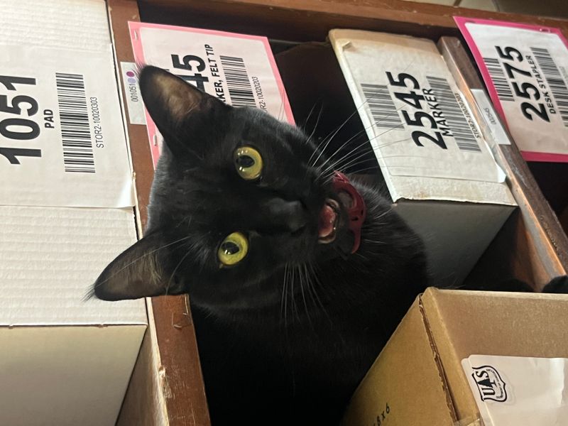 BooBoo valiantly guarding the office supplies
