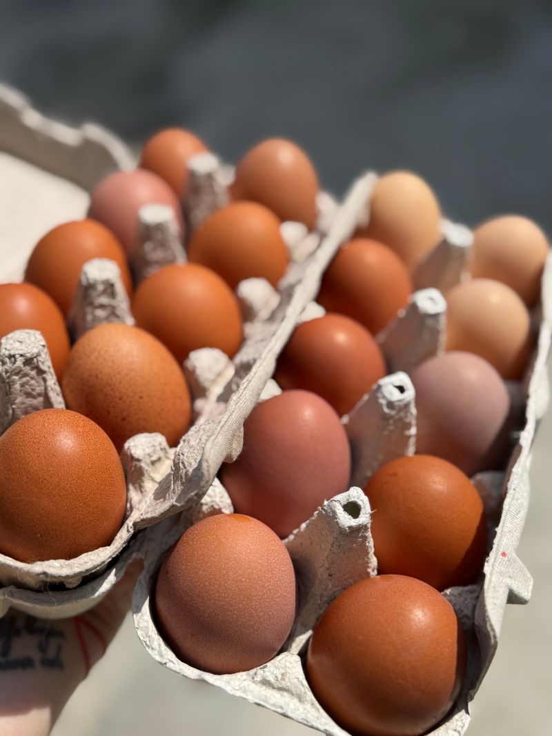 🥚 Un ou proaspăt și un vis mare 🏡