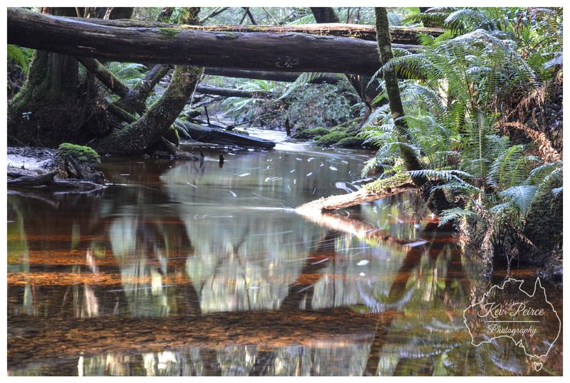 The ancient hush of the temperate rain forest.