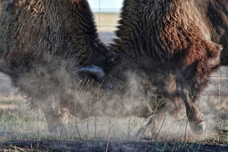 🦬 When the Dust Starts Flying