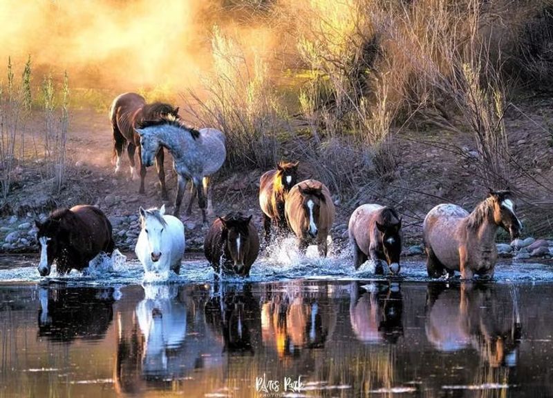 Salt River Horses Could Get a New Home