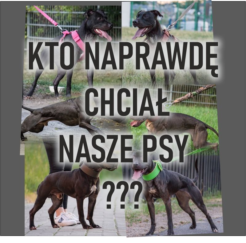 Kto naprawdę wiedział co ma się stać z psami?