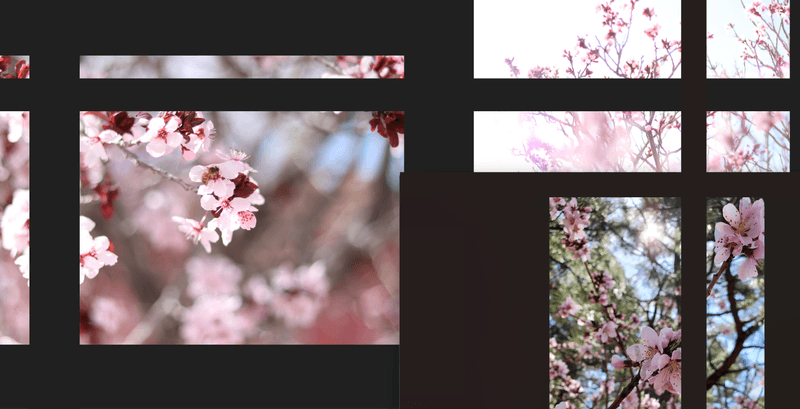 So many Cherry Blossoms!
