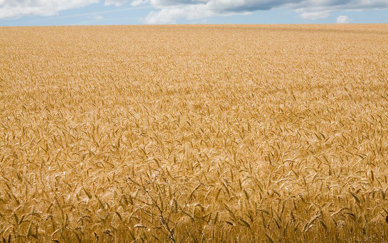 Oregon summer wheat field