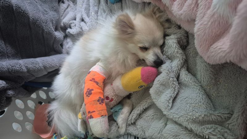 Recovery for Remmi 🩵