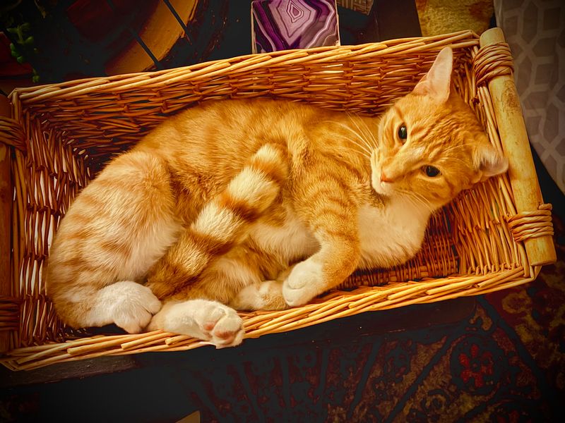 Basket case!