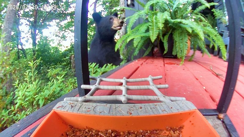 Help us celebrate 20K subscribers (and bear-proof the porch!)
