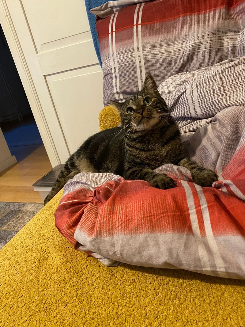 Alles Katze! Oder ist sie schon mein Chef geworden? Band 2, 2. Explosionen in der Wohnung!