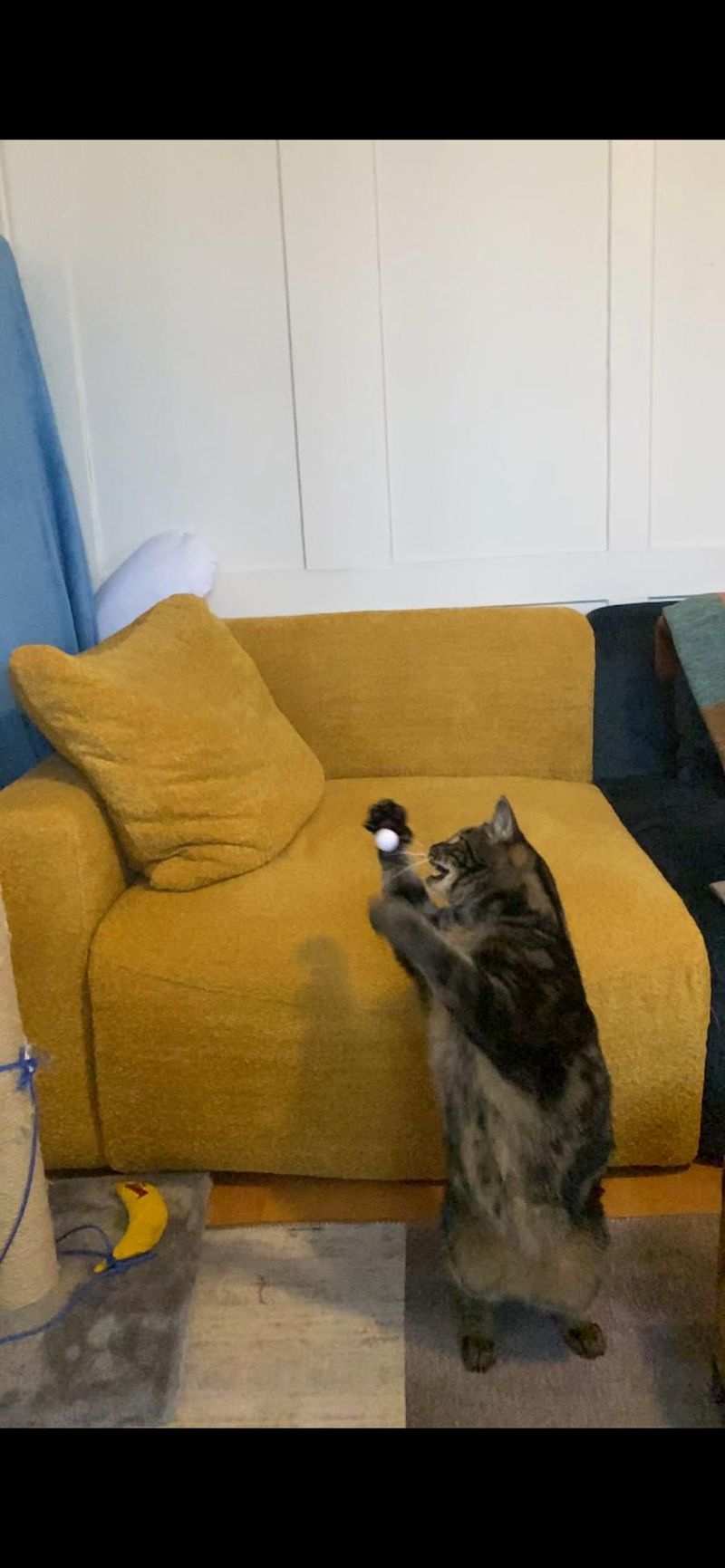 Alles Katze! Band 2, 3. Jetzt wird wieder in die Pfote gespuckt!