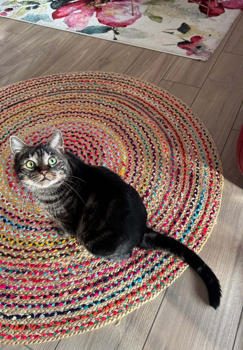 Alles Katze! Band 2, 4. Nebenwirkung kitzlige Pfoten
