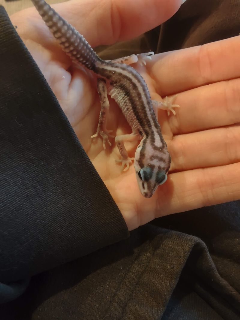 I Went Against My Vet's advice...