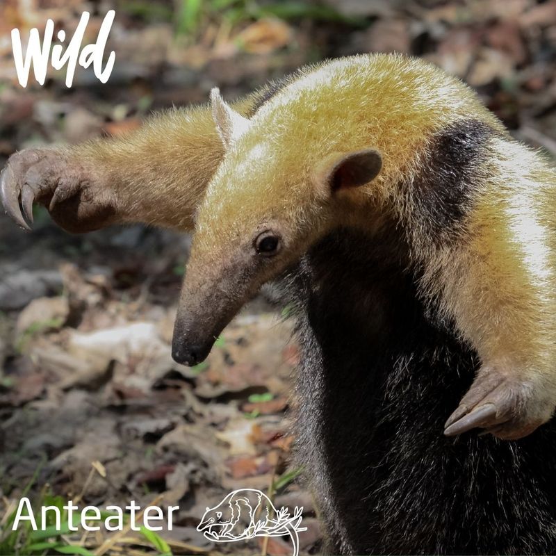Weekly Jungle Update: Tamandua Visit