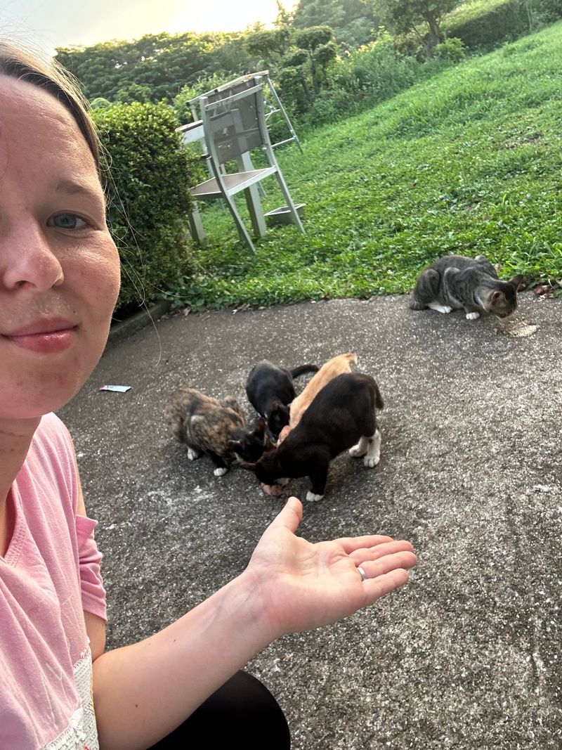 Helping feral and stray colonies in Jeju, South Korea🐈🐈‍⬛🫶🏻
