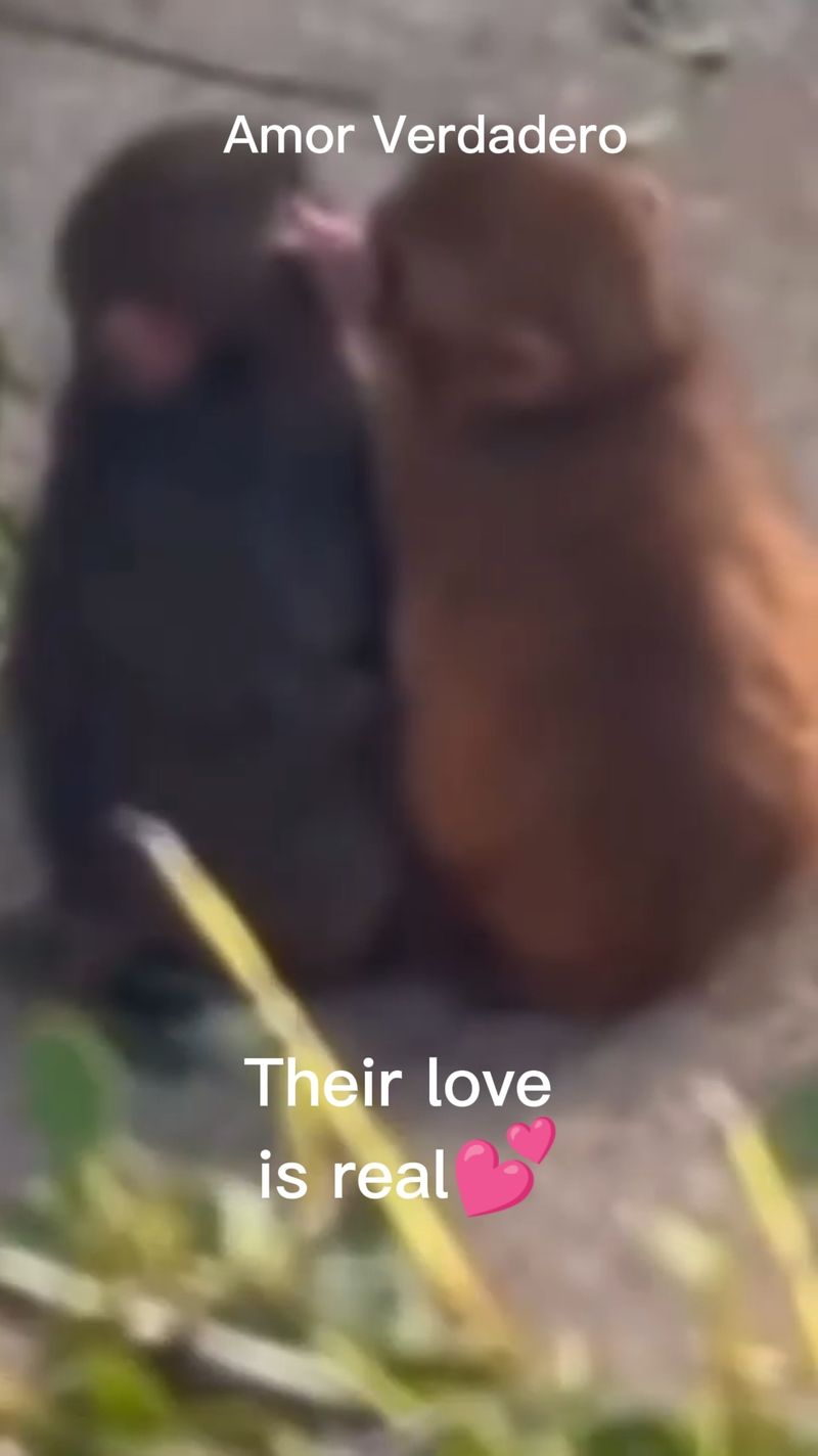 Love between Punch and Moe