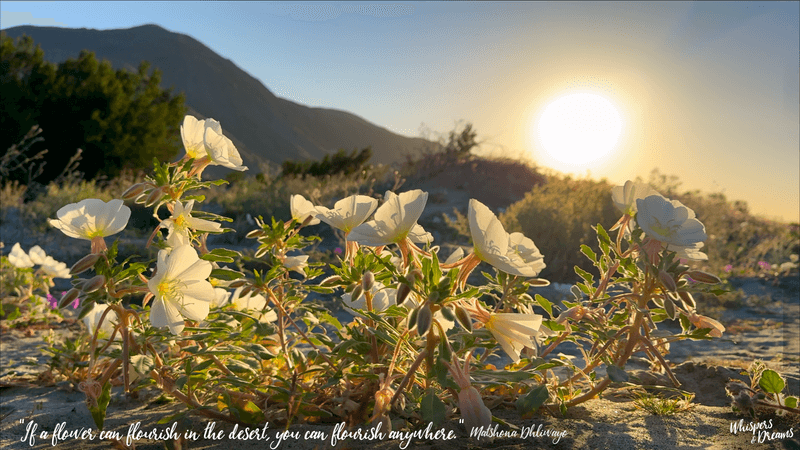 A Desert Full of Wonder
