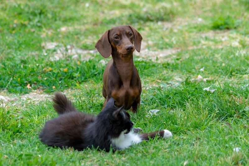 For Pet Owners