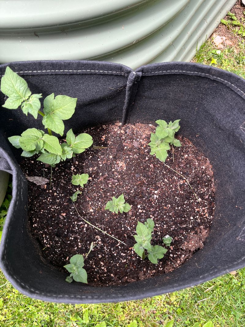 Potato Challenge Weeks 5 through 8