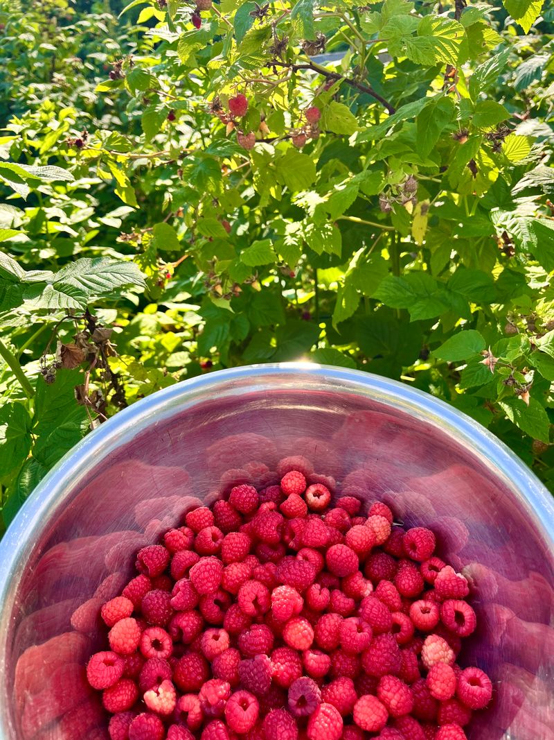 Raspberry Bounty and Community
