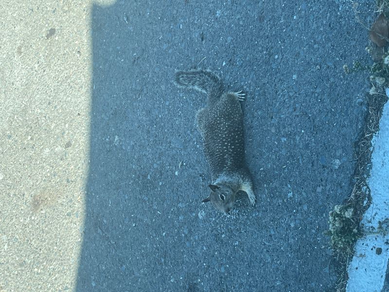 Pancake Squirrel