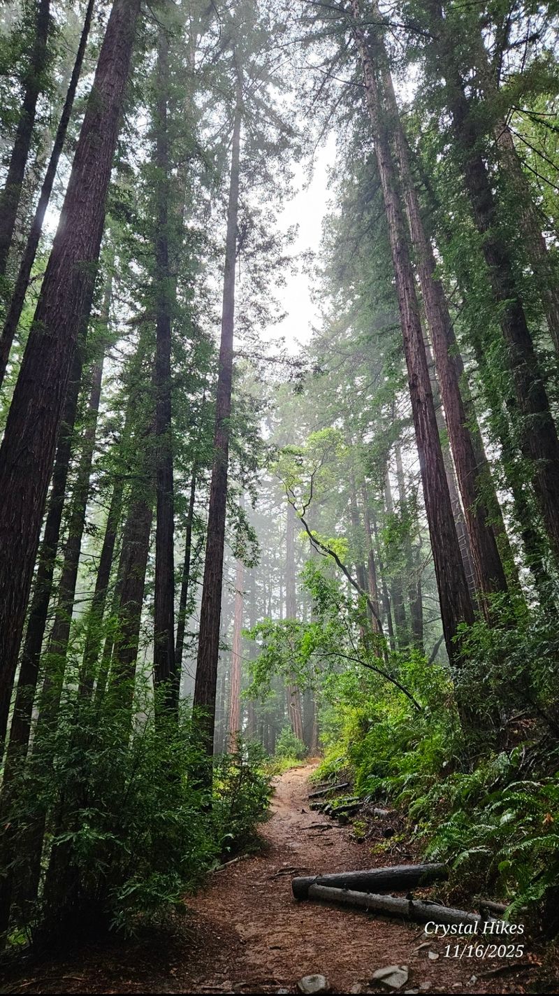 Redwoods