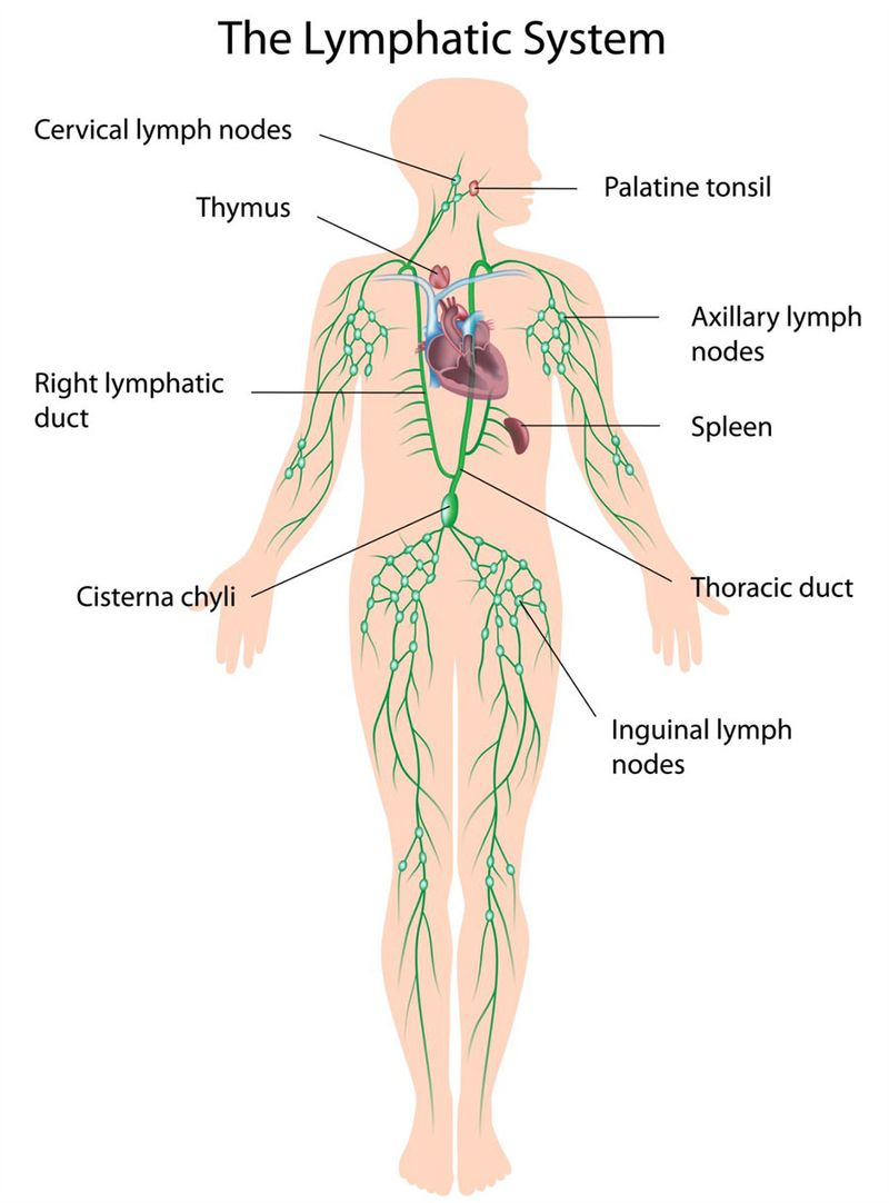 Lymph Flow