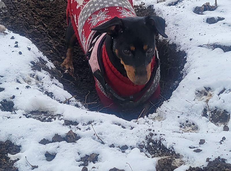 Winter is here 🦴🐁