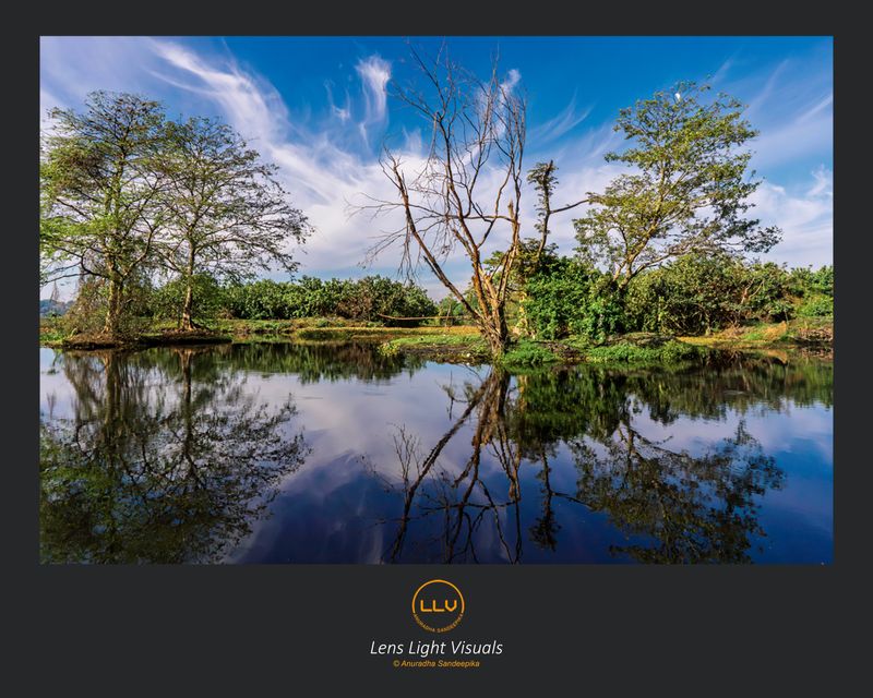 Whispers of the Wetlands: Serene Waterscape - High-Res Digital Print
