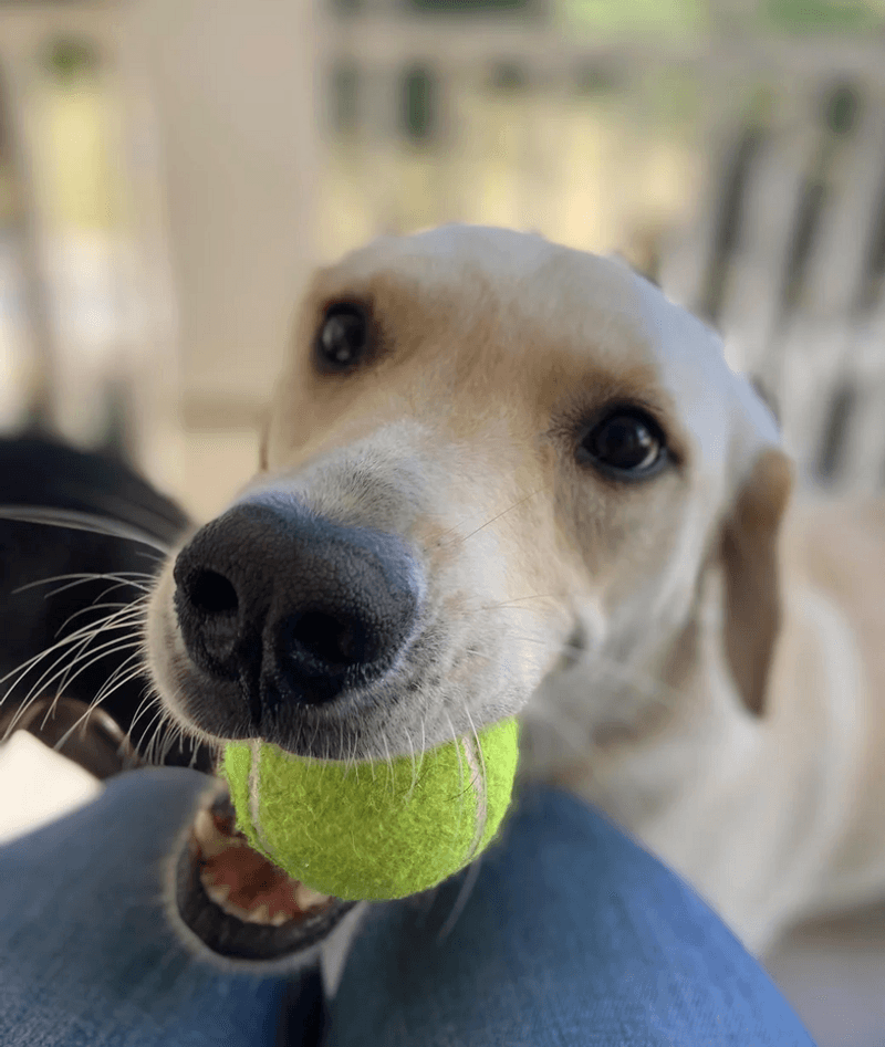 Meet Maia! She's From Georgia!