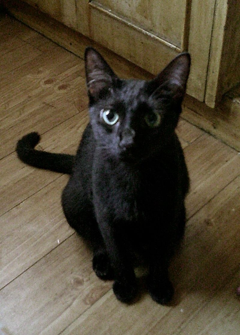 Meet today’s little star 🐈‍⬛✨
