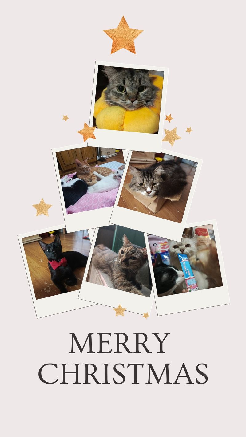 Merry Christmas 🤍🎄