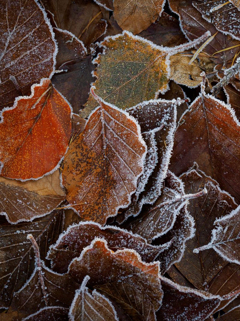 First winter frost