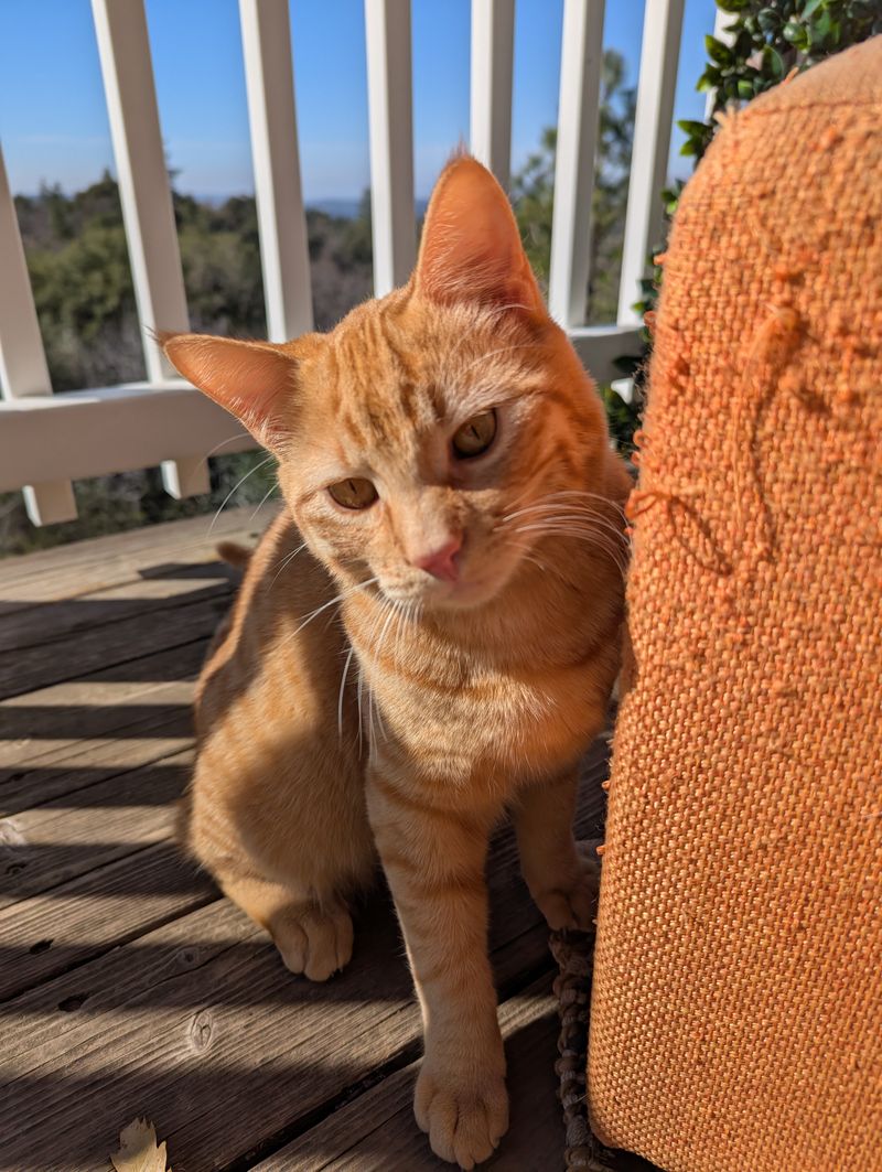 Thank you! Spay & Neuter ✔️🧾