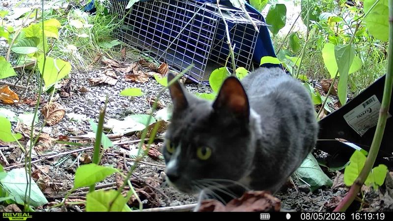 Just helped trap this little guy.