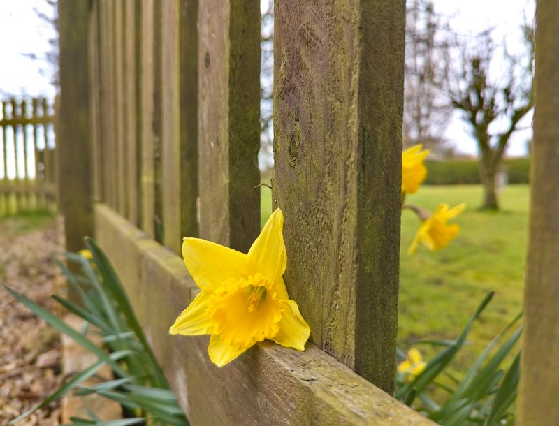 Spring