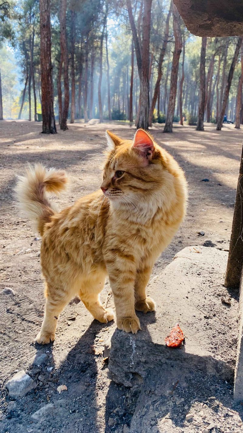 The cat in my profile. It was an old image, but figured someone might enjoy it.