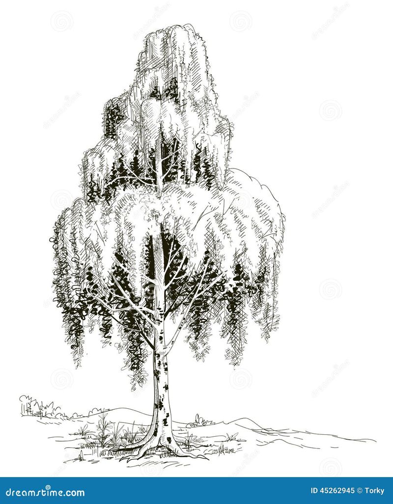 Betula spp. - Birch