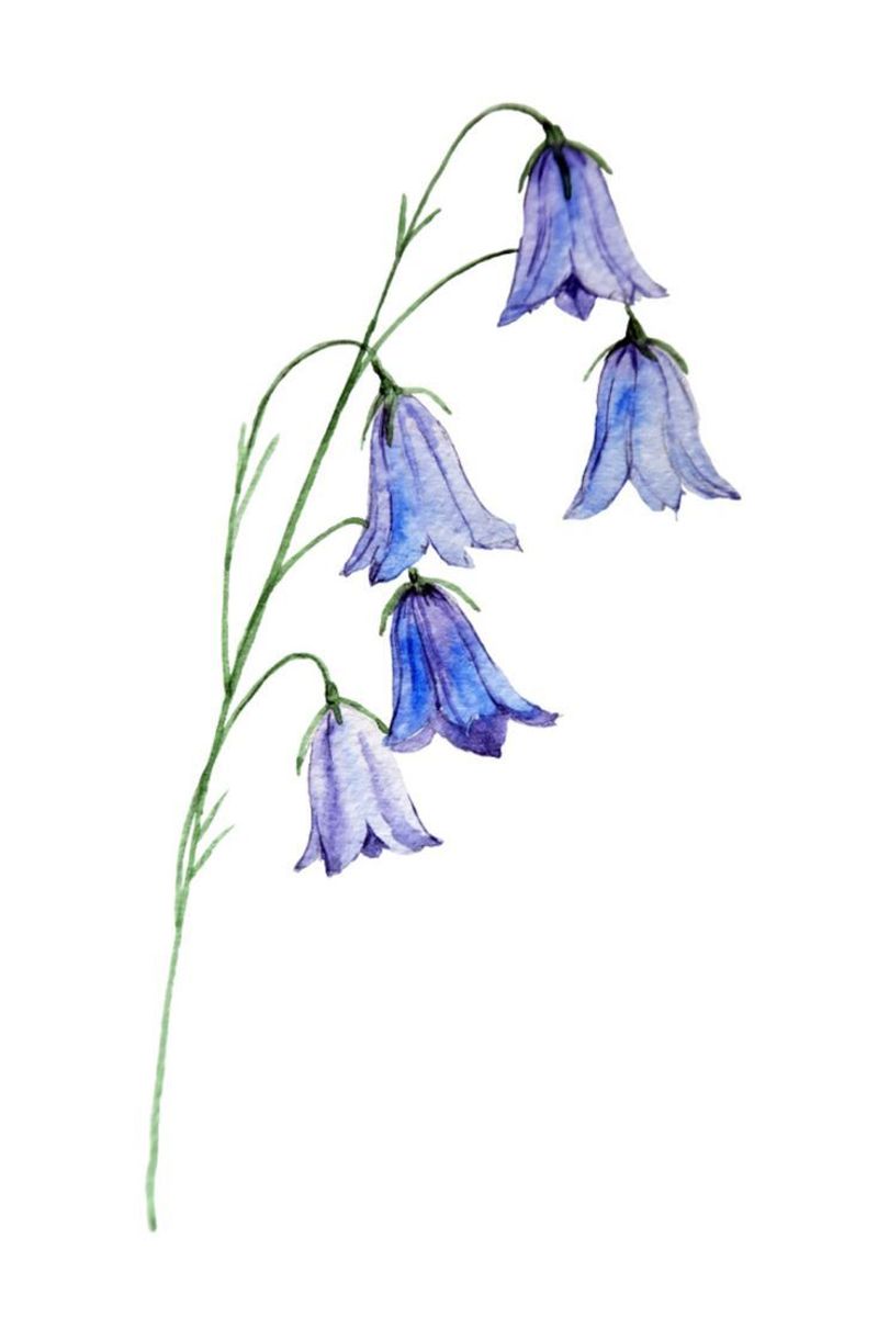 Mertensia Virginica - Virginia Bluebells