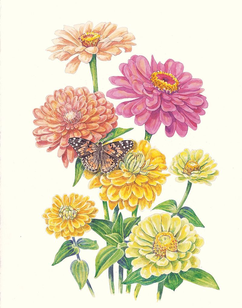 Zinnia Elegans - Zinnia
