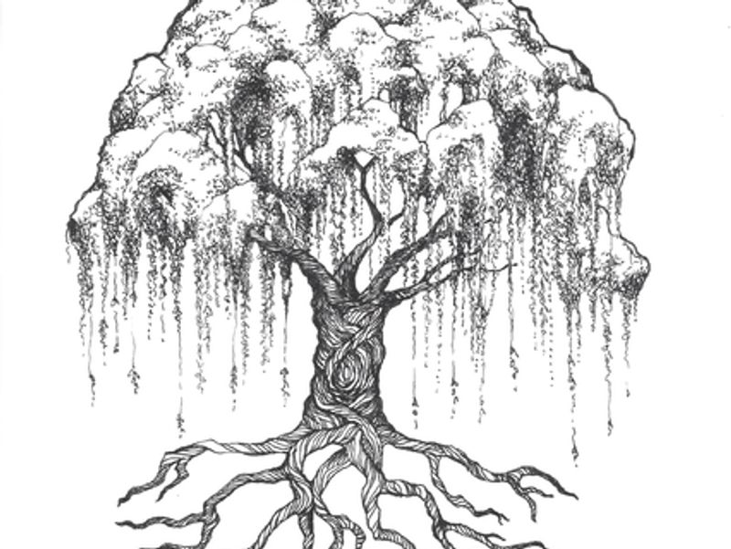 Salix spp. - Willow