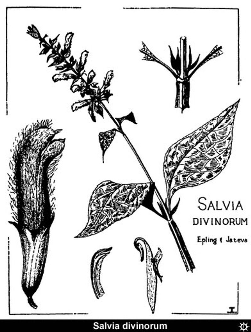 Salvia Divinorum - Seer's Sage