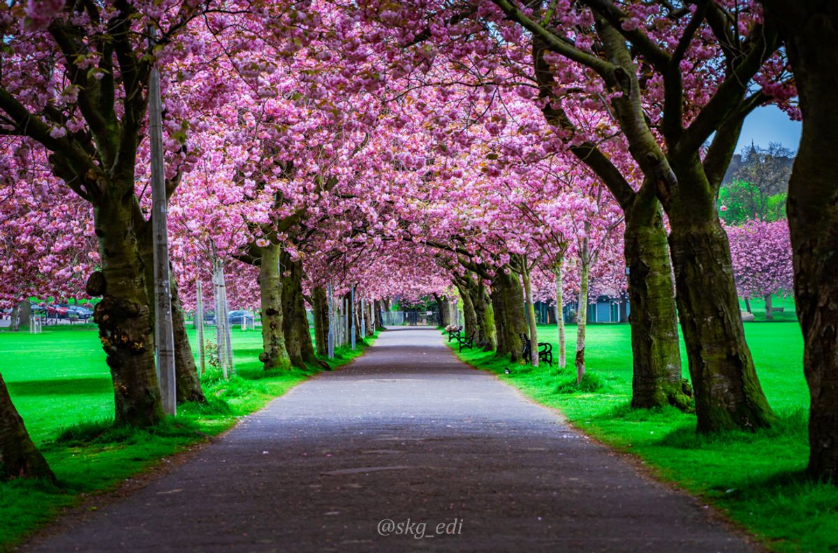 The Meadows!