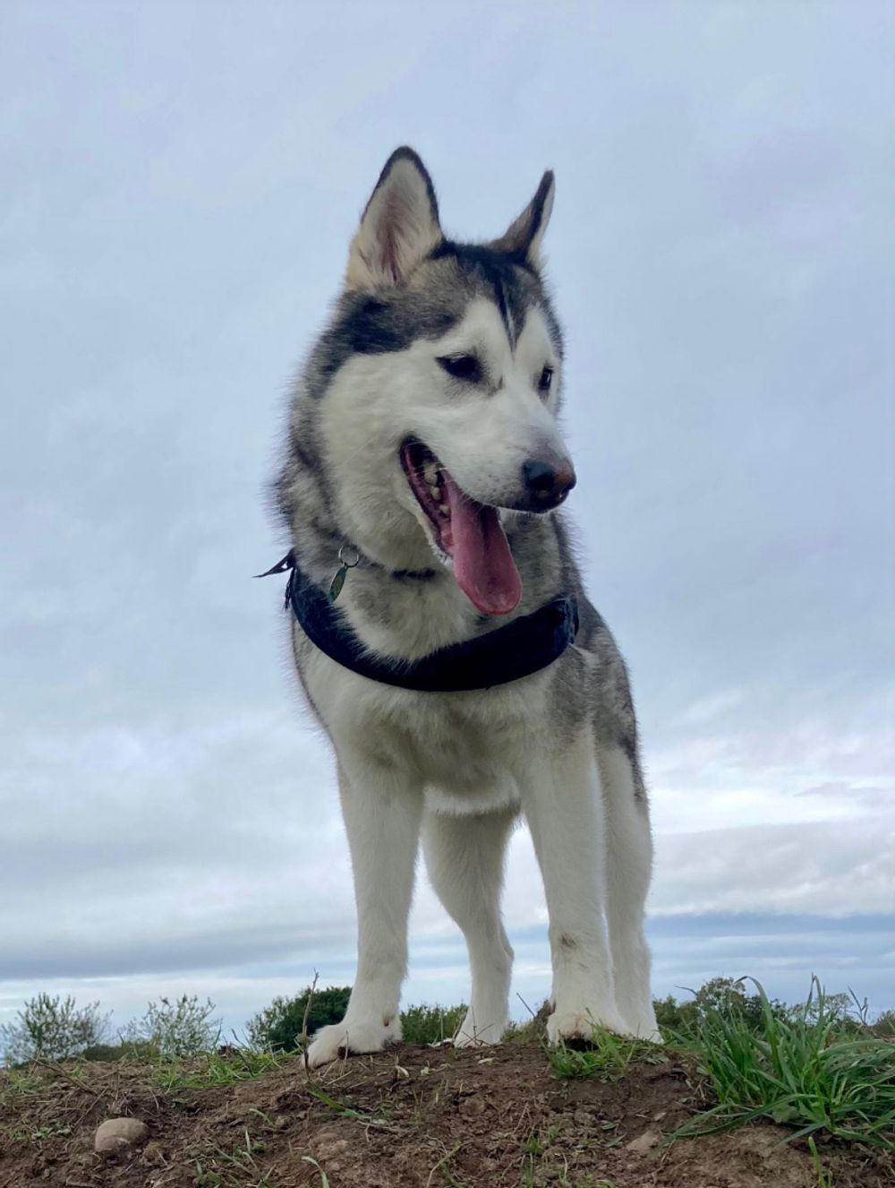 Canine Behaviour Consultation