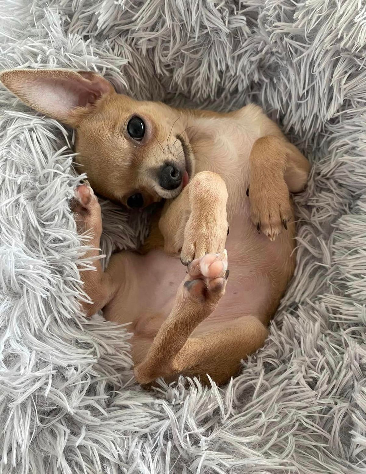 Buy CHICCO A TREAT