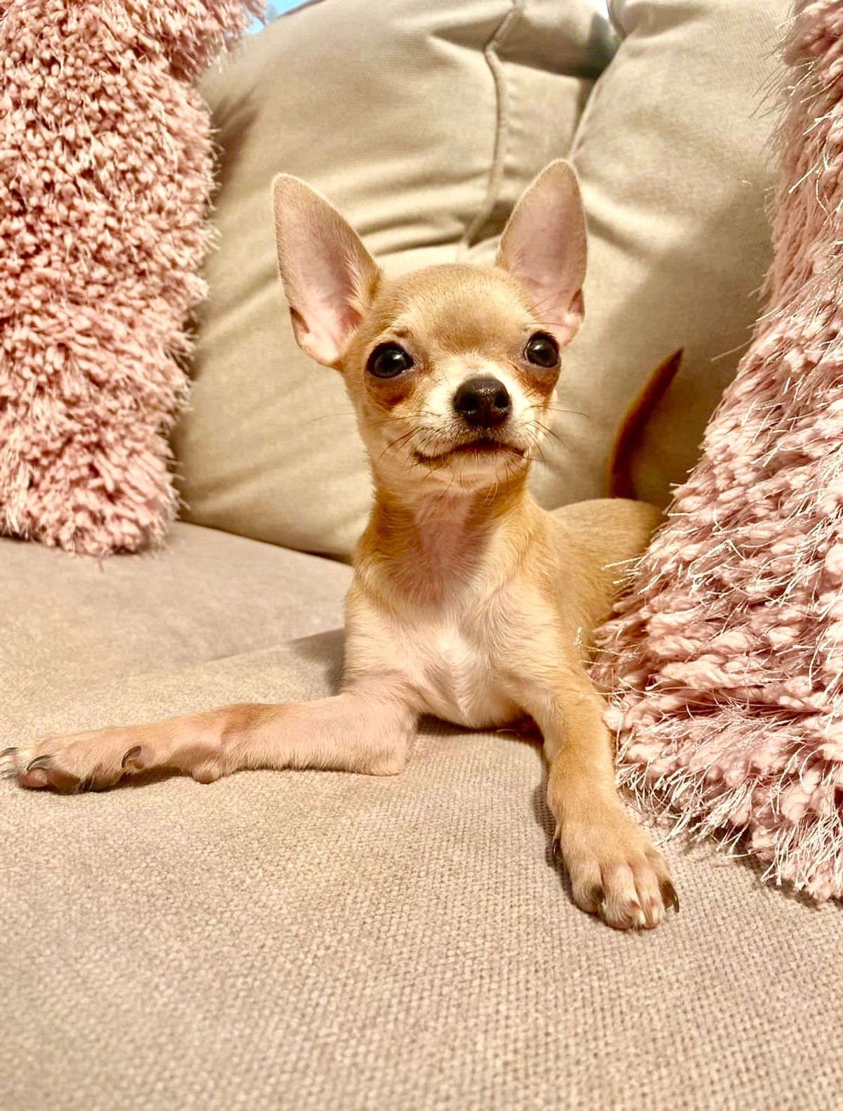 Buy CHICCO A TREAT