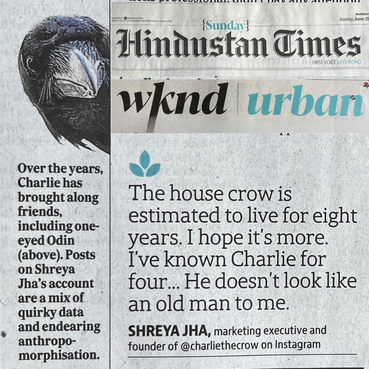 Charlie the Crow in Hindustan Times