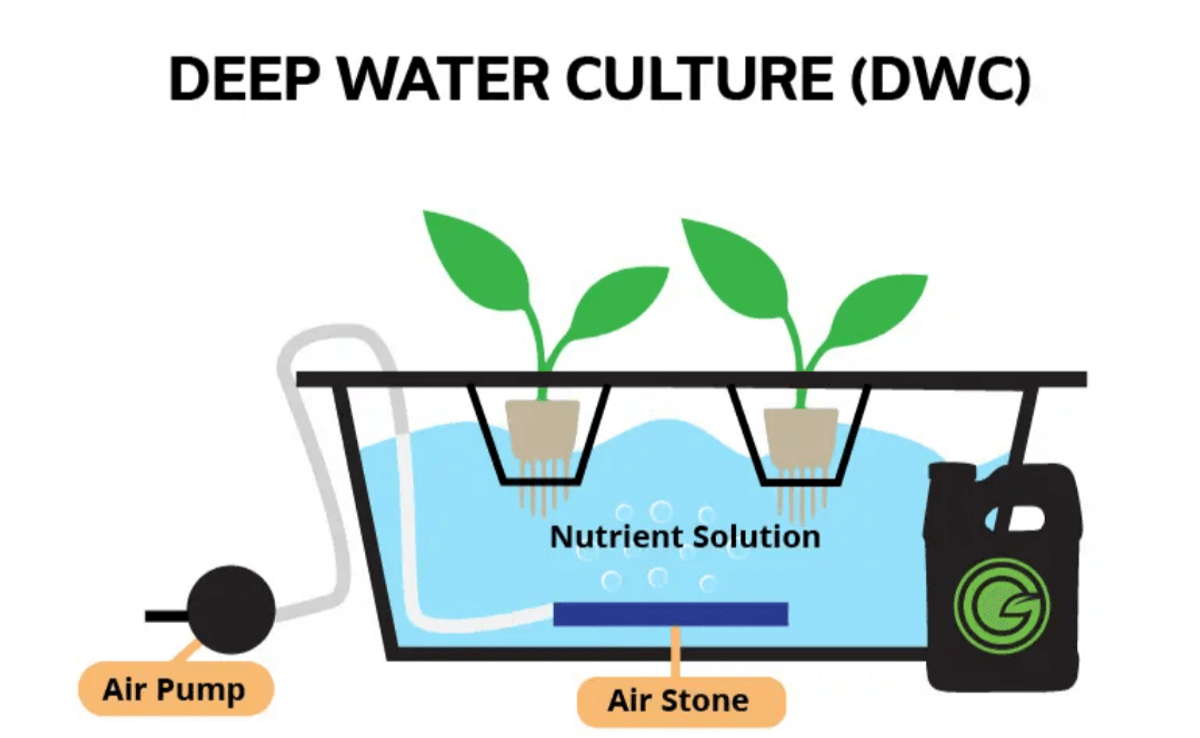 What grows best in dwc
