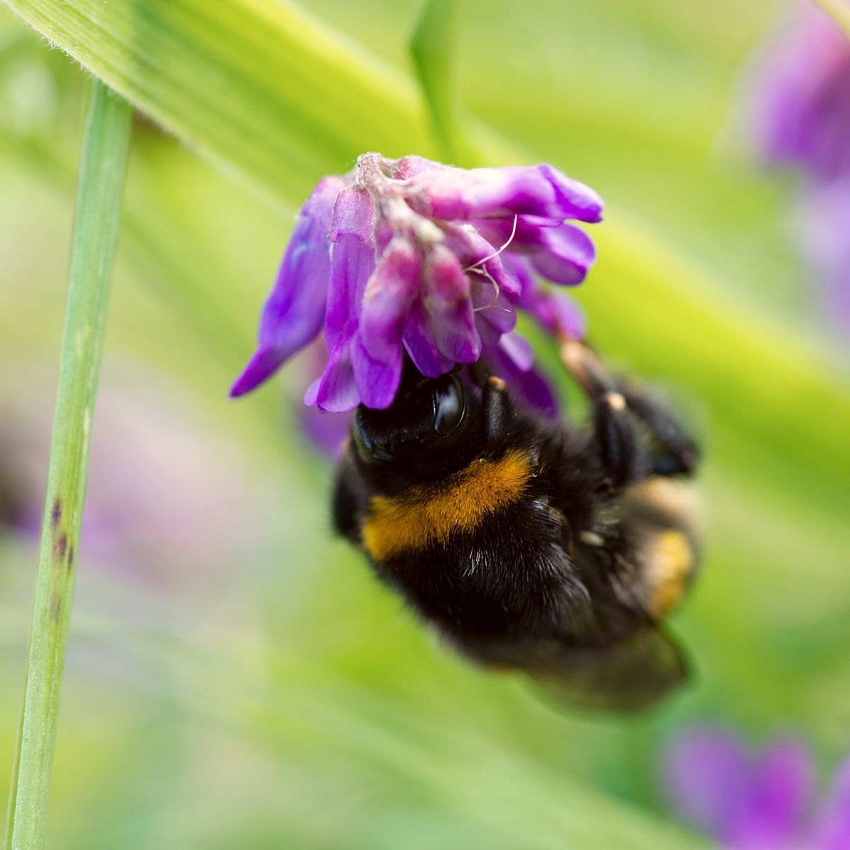 Bumble Bee - Insect series